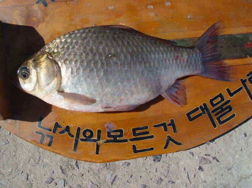 군위저수지붕어물낚시슬슬시작 (조황조행기 - 낚시점조황)