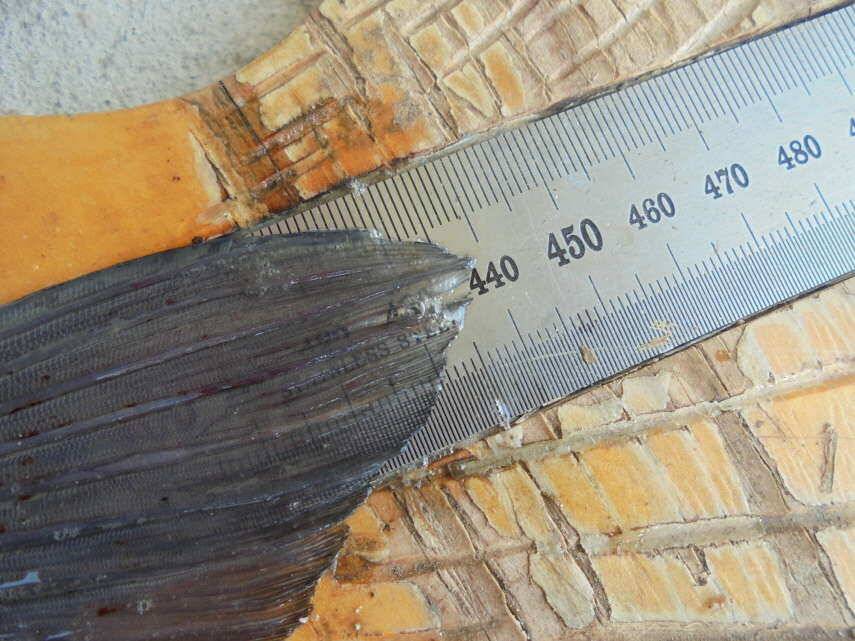 충주 이박사낚시입니다 (조황조행기 - 낚시점조황)