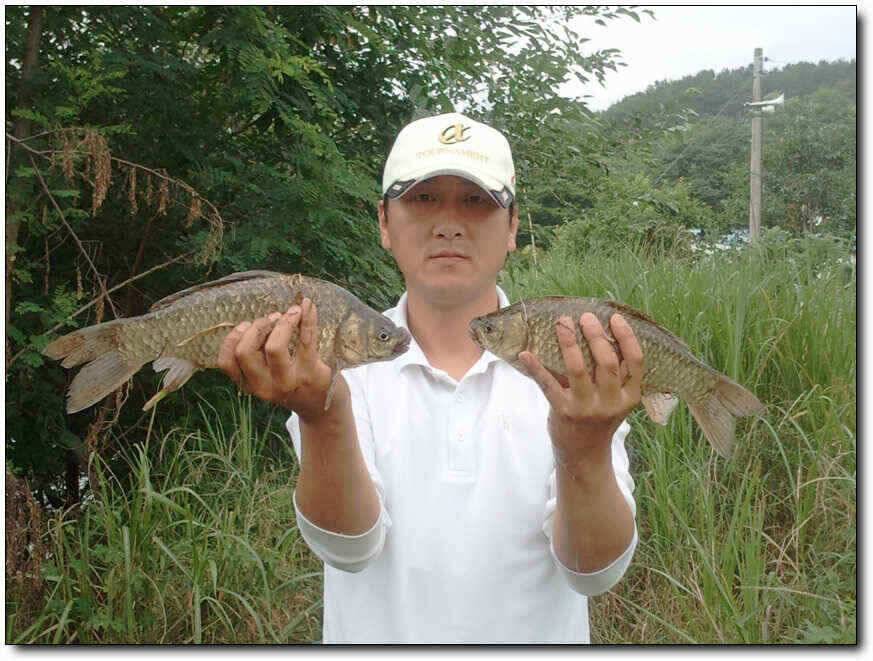 칠곡성주권조황454436353434외 마리수 (조황조행기 - 낚시점조황)