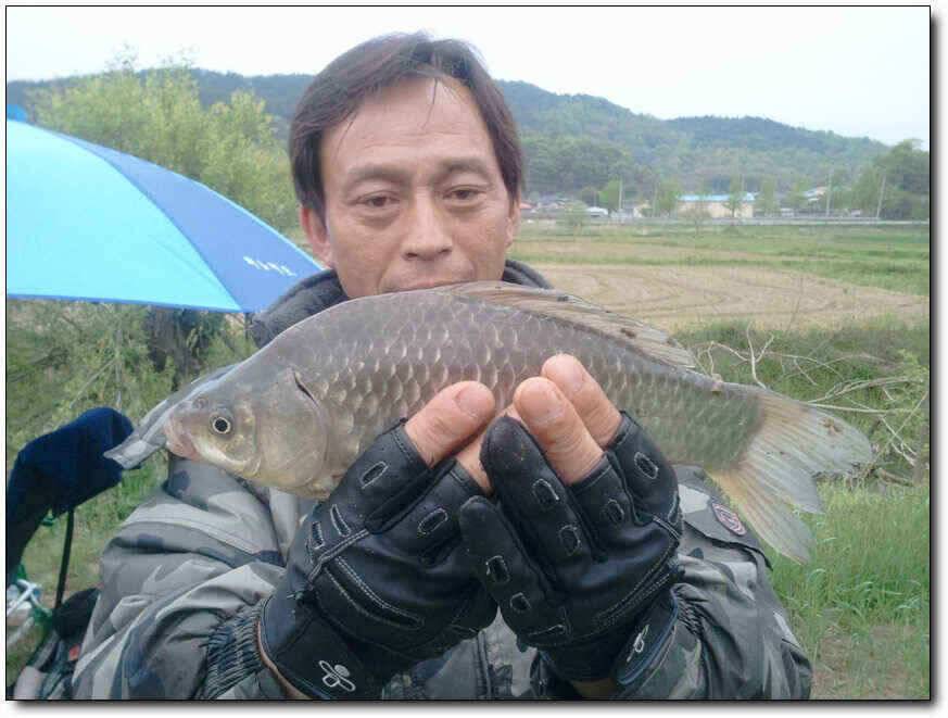 칠곡성주권 대물조황 (조황조행기 - 낚시점조황)