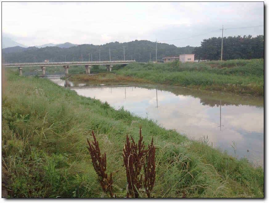 칠곡성주권조황454436353434외 마리수 (조황조행기 - 낚시점조황)