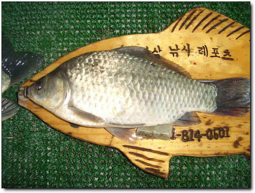 칠곡성주권 대물조황 (조황조행기 - 낚시점조황)