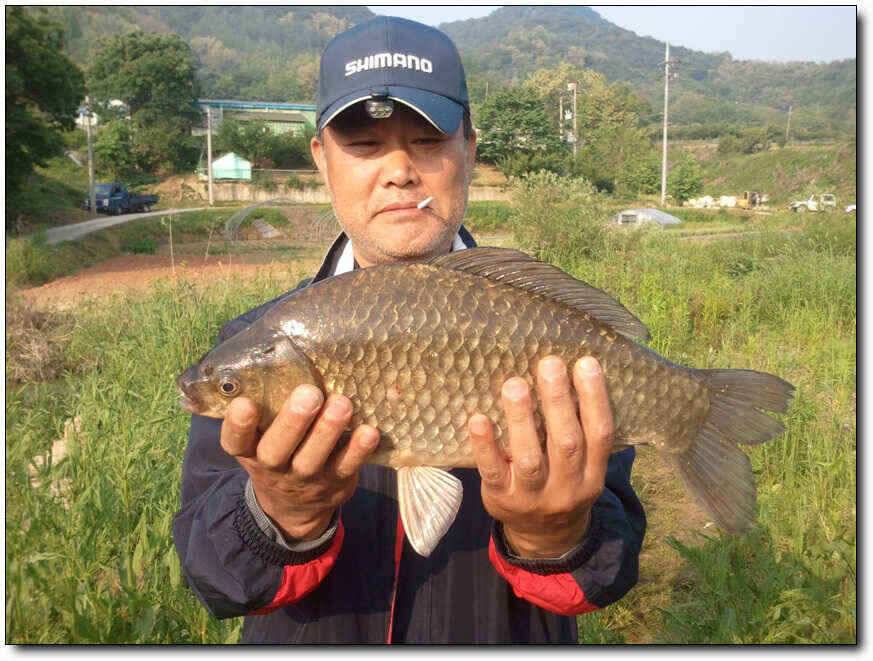 칠곡성주권464645444240대박조황 (조황조행기 - 낚시점조황)