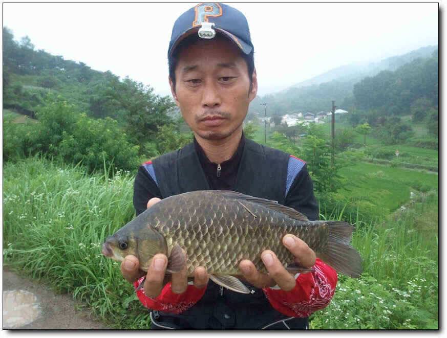칠곡성주권조황새물타임 대박조황 (조황조행기 - 낚시점조황)