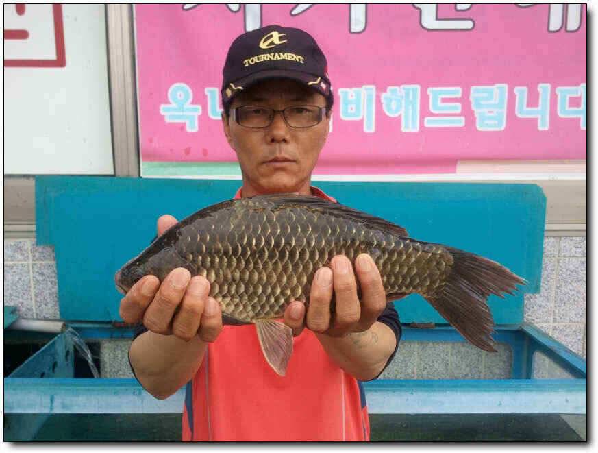 칠곡성주권조황새물타임 대박조황 (조황조행기 - 낚시점조황)