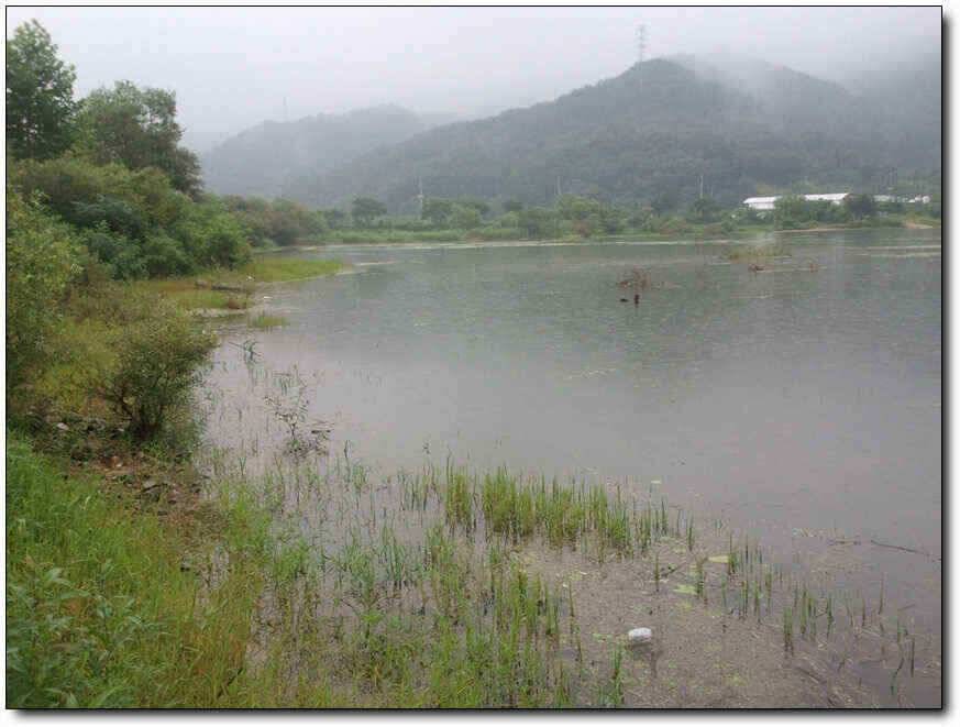 칠곡성주권조황새물타임 대박조황 (조황조행기 - 낚시점조황)