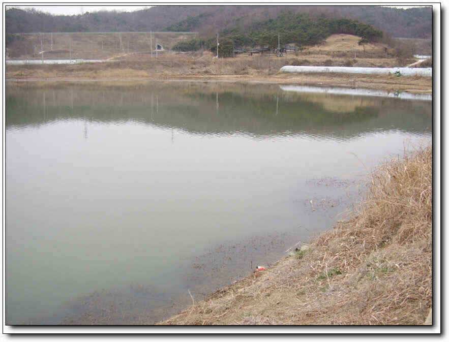 칠곡성주권 조황및 분석 (조황조행기 - 낚시점조황)