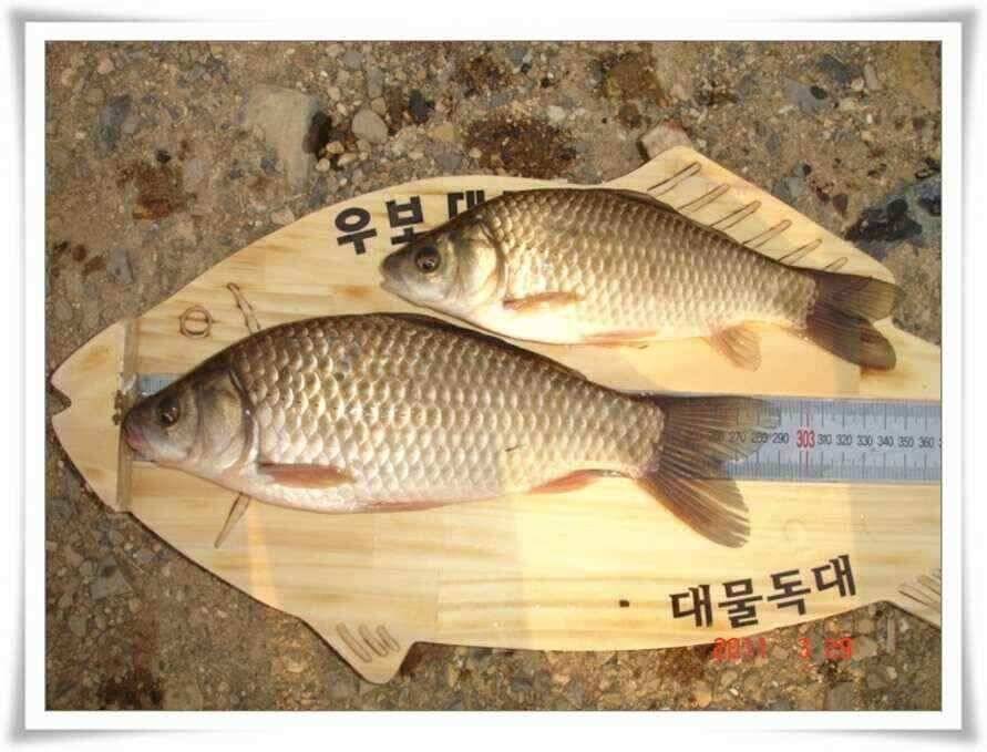 새우미끼에 입질이 터지다 (조황조행기 - 낚시점조황)