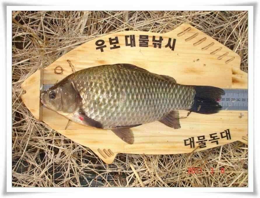 소류지 월척과 강낚시 호조황 (조황조행기 - 낚시점조황)