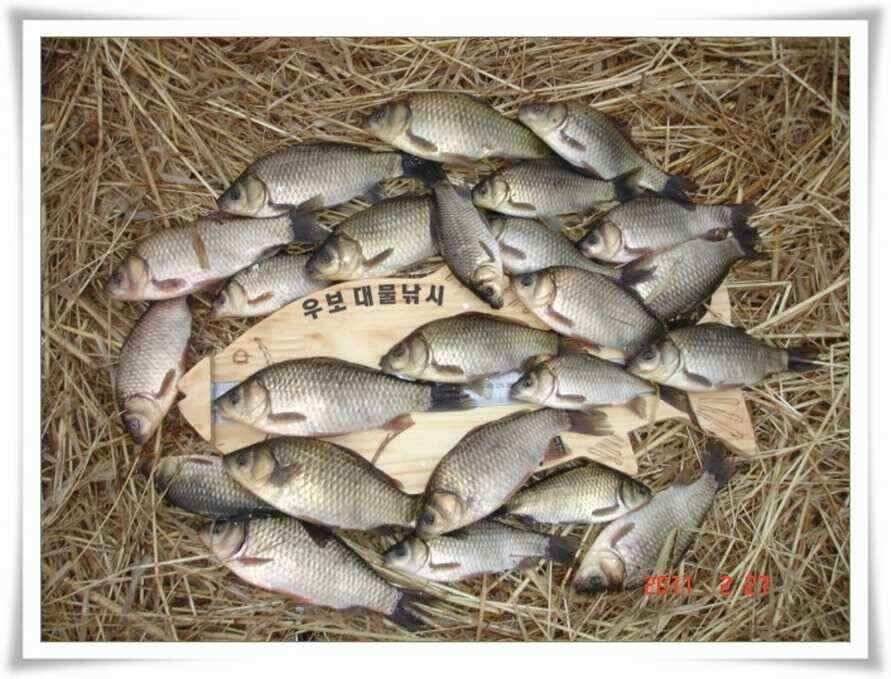 비오는날 대박조황 실시간조황정보 (조황조행기 - 낚시점조황)
