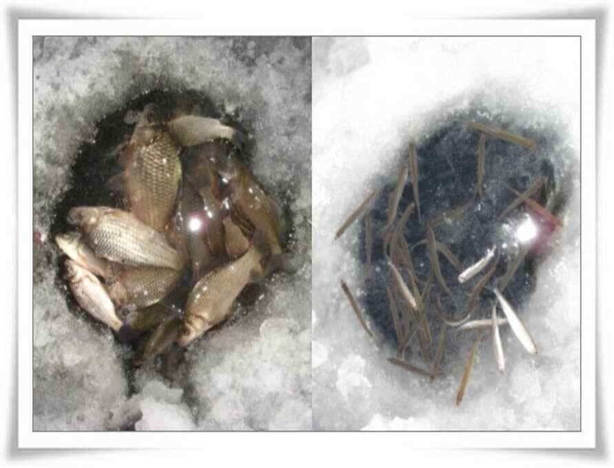 붕어빙어낚시 초대박입니다 (조황조행기 - 낚시점조황)
