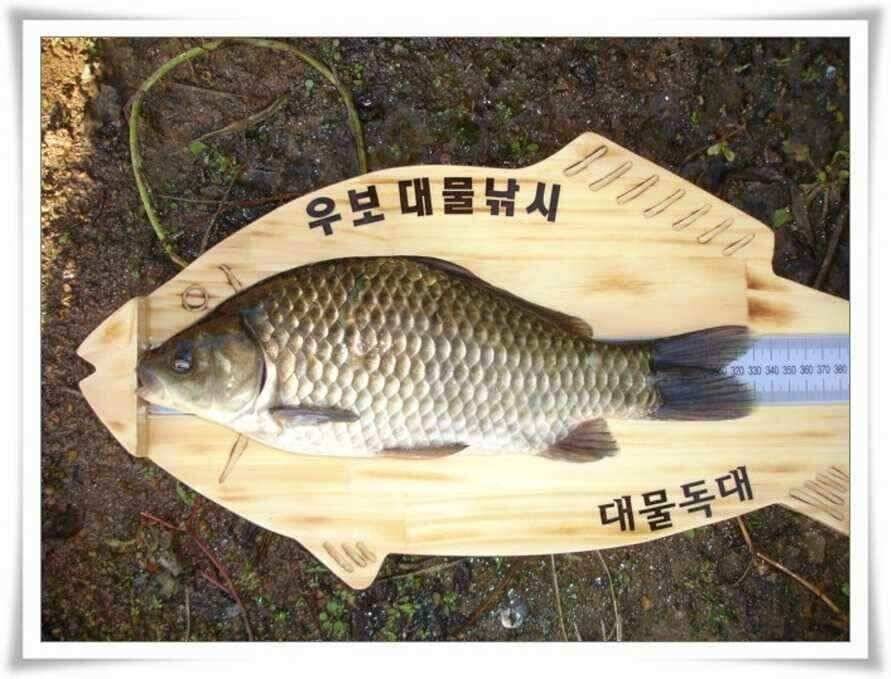 하늘은 높고 붕어는 살찌고 (조황조행기 - 낚시점조황)