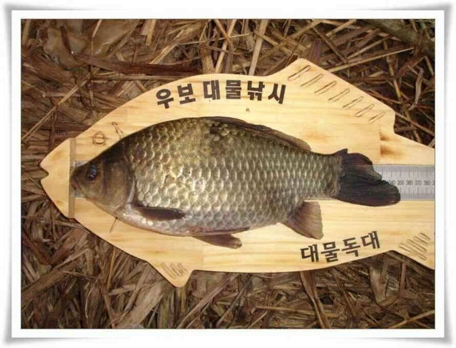 사구팔을 기대할수있는 시기입니다 (조황조행기 - 낚시점조황)