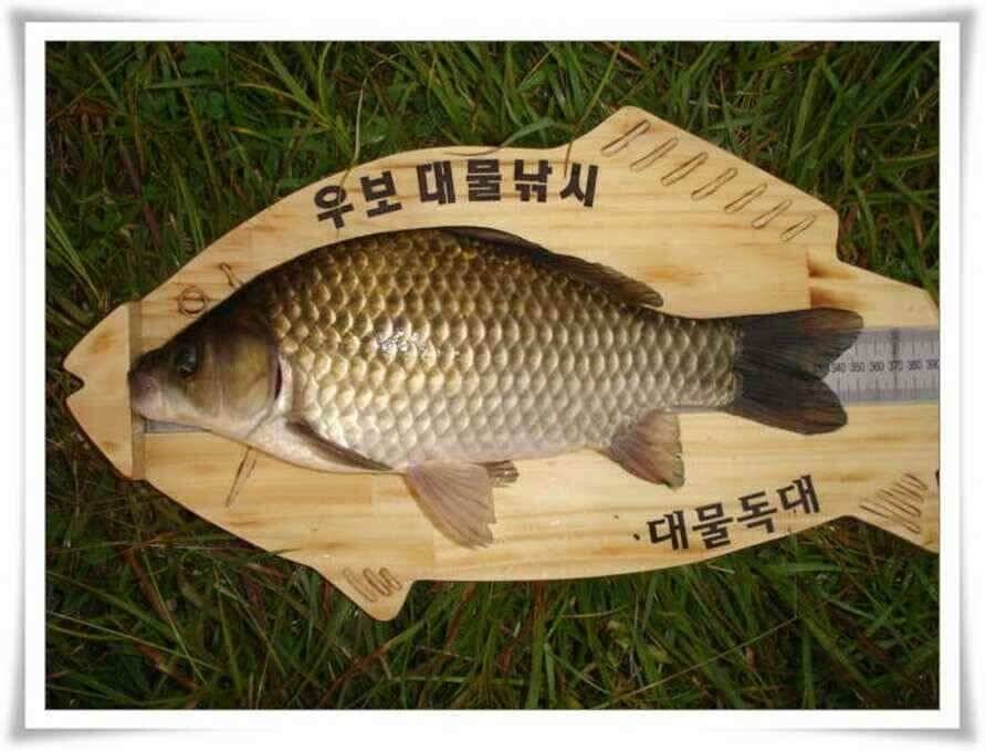 뭉치면 쪽박이고 흩어지면 대박이라 (조황조행기 - 낚시점조황)