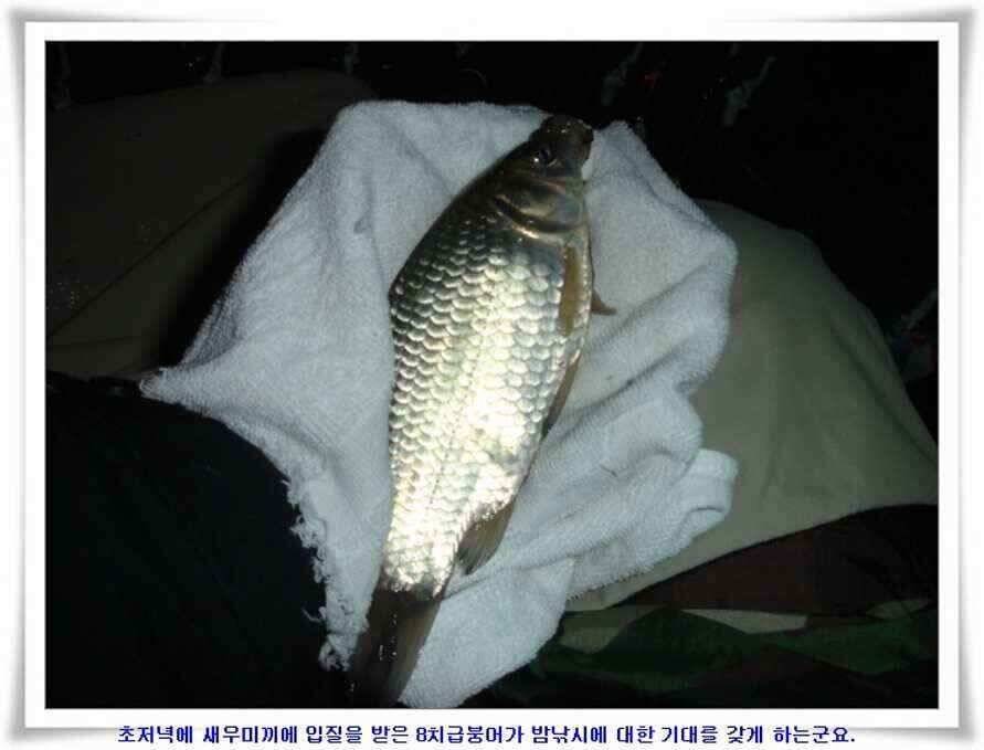 마지막 물낚시 준비하시지요 (조황조행기 - 낚시점조황)