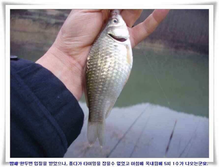 마지막 물낚시 준비하시지요 (조황조행기 - 낚시점조황)