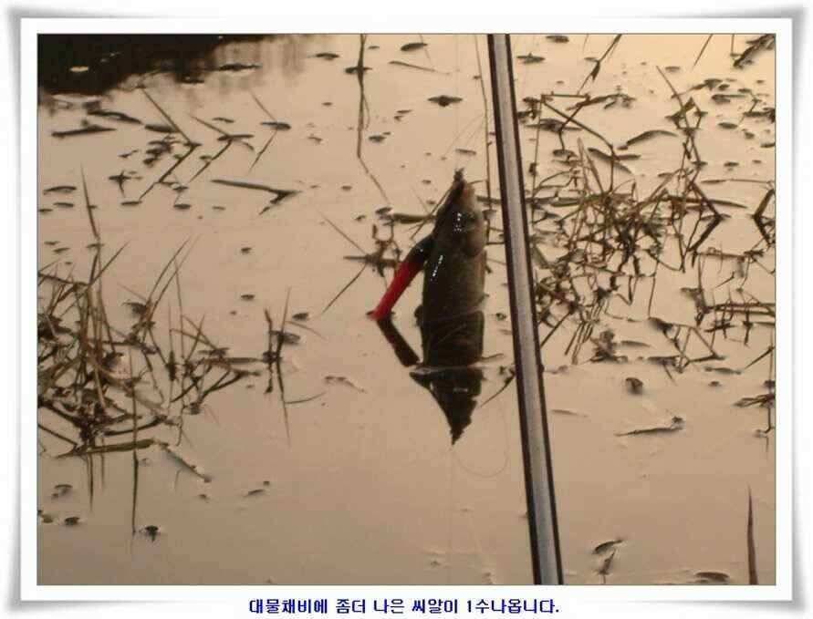 마지막 물낚시 준비하시지요 (조황조행기 - 낚시점조황)