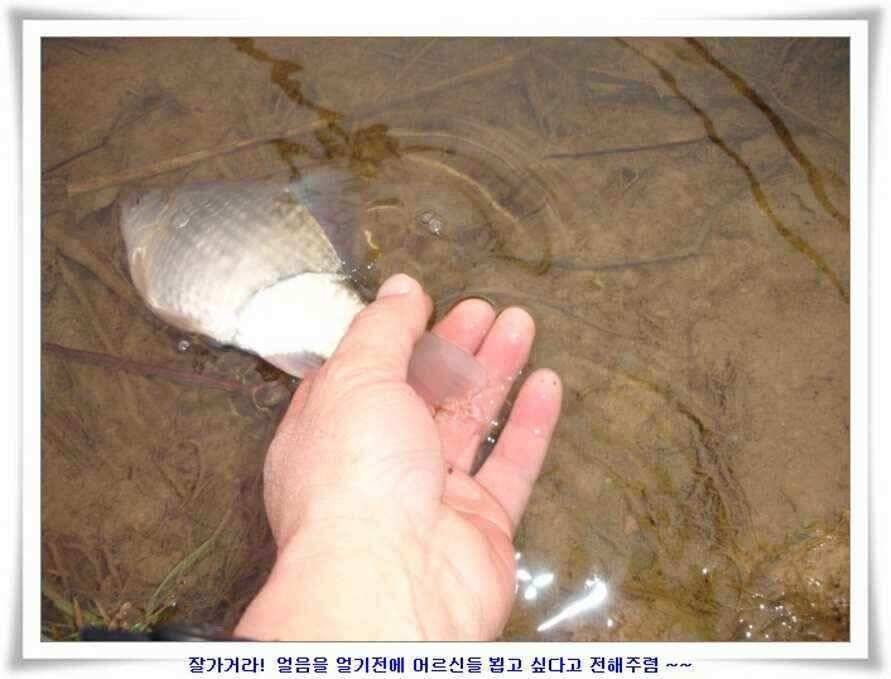 마지막 물낚시 준비하시지요 (조황조행기 - 낚시점조황)