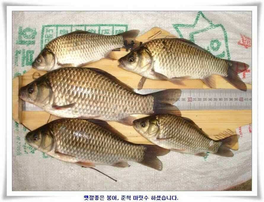 휴가낚시 준비하시죠 (조황조행기 - 낚시점조황)