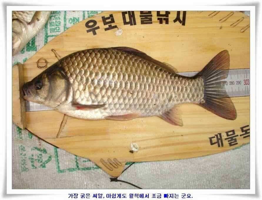 휴가낚시 준비하시죠 (조황조행기 - 낚시점조황)