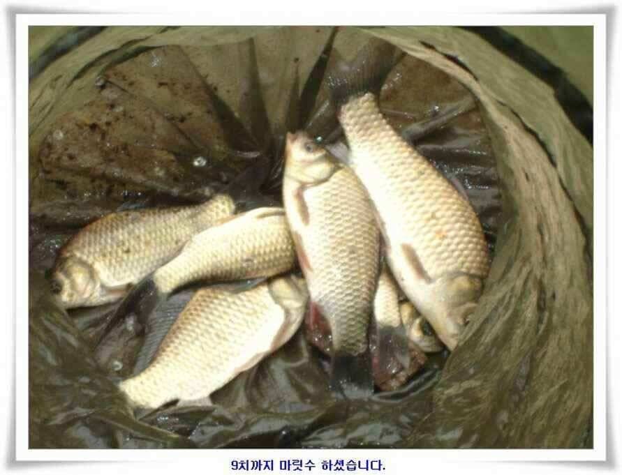휴가낚시 준비하시죠 (조황조행기 - 낚시점조황)