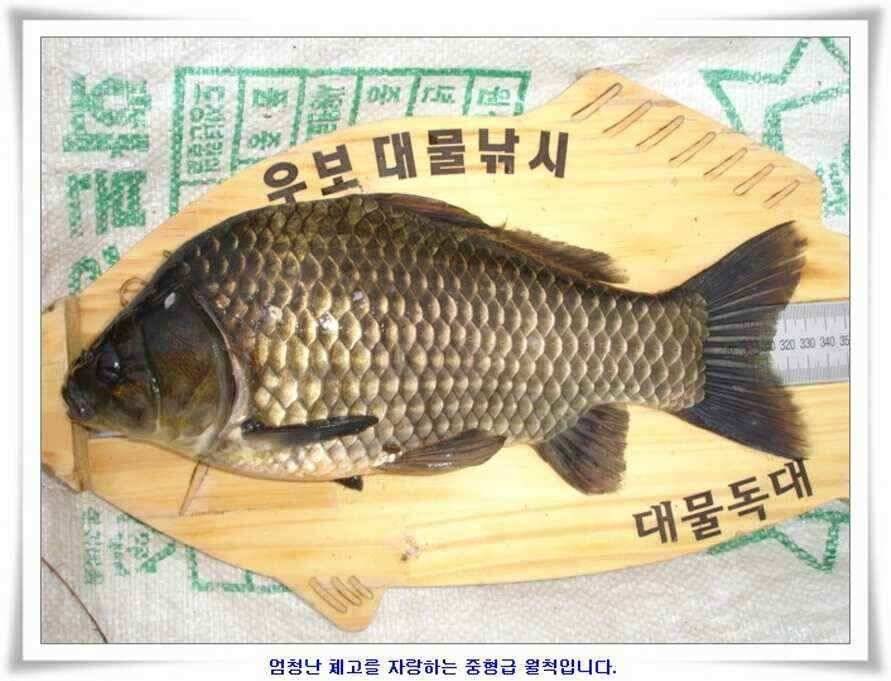 휴가낚시 준비하시죠 (조황조행기 - 낚시점조황)