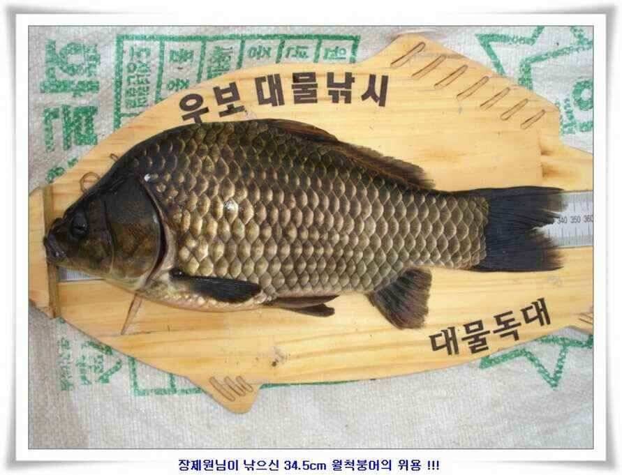 휴가낚시 준비하시죠 (조황조행기 - 낚시점조황)