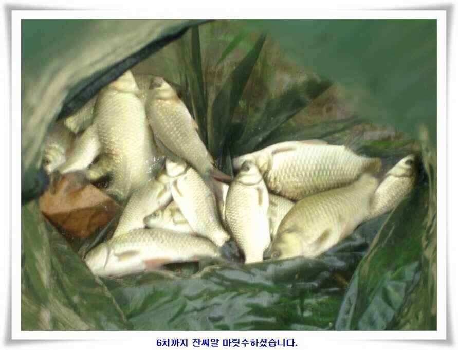 휴가낚시 준비하시죠 (조황조행기 - 낚시점조황)