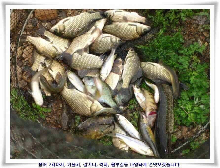 휴가낚시 준비하시죠 (조황조행기 - 낚시점조황)