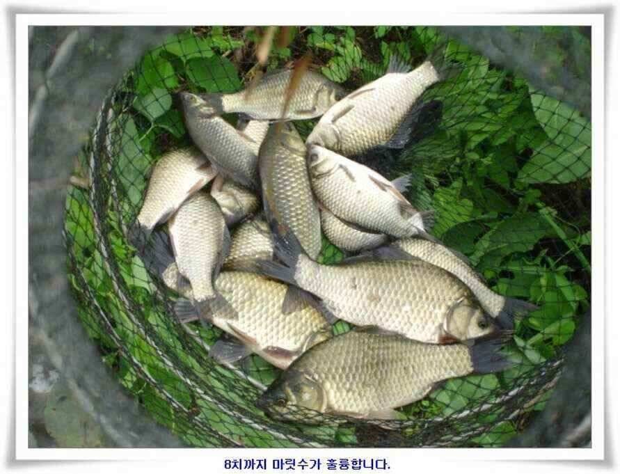휴가낚시 준비하시죠 (조황조행기 - 낚시점조황)