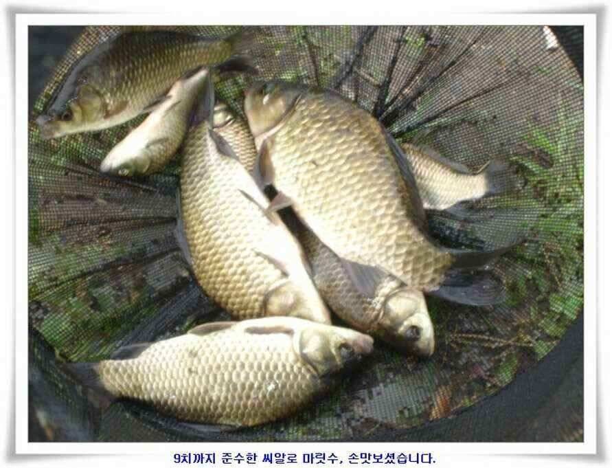 휴가낚시 준비하시죠 (조황조행기 - 낚시점조황)