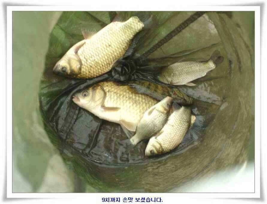 휴가낚시 준비하시죠 (조황조행기 - 낚시점조황)
