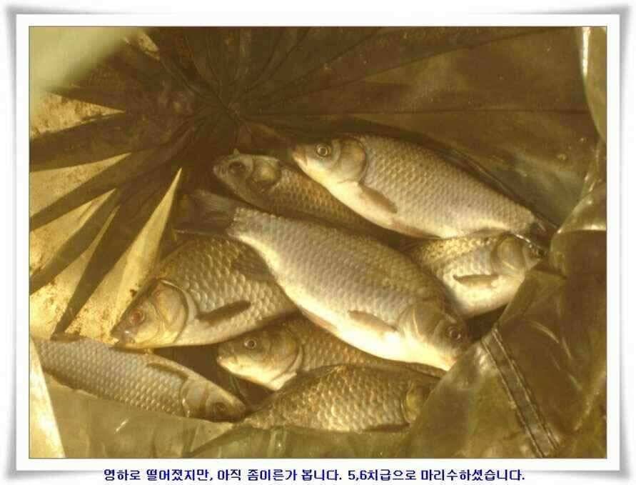 저수지조황과 기대되는 대물터들 (조황조행기 - 낚시점조황)
