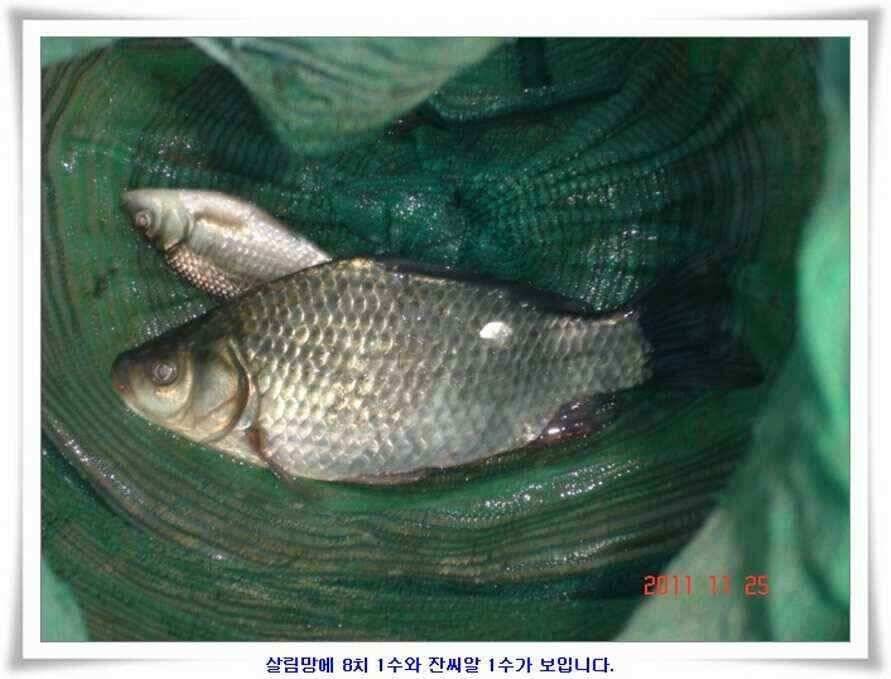 저수지조황과 기대되는 대물터들 (조황조행기 - 낚시점조황)