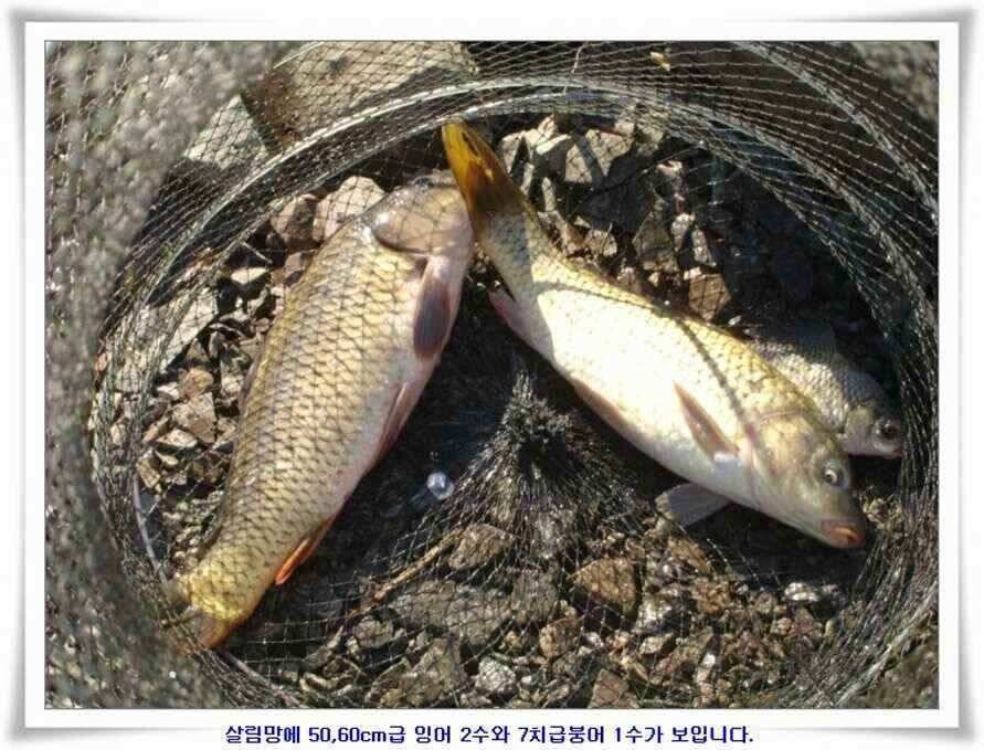 저수지조황과 기대되는 대물터들 (조황조행기 - 낚시점조황)