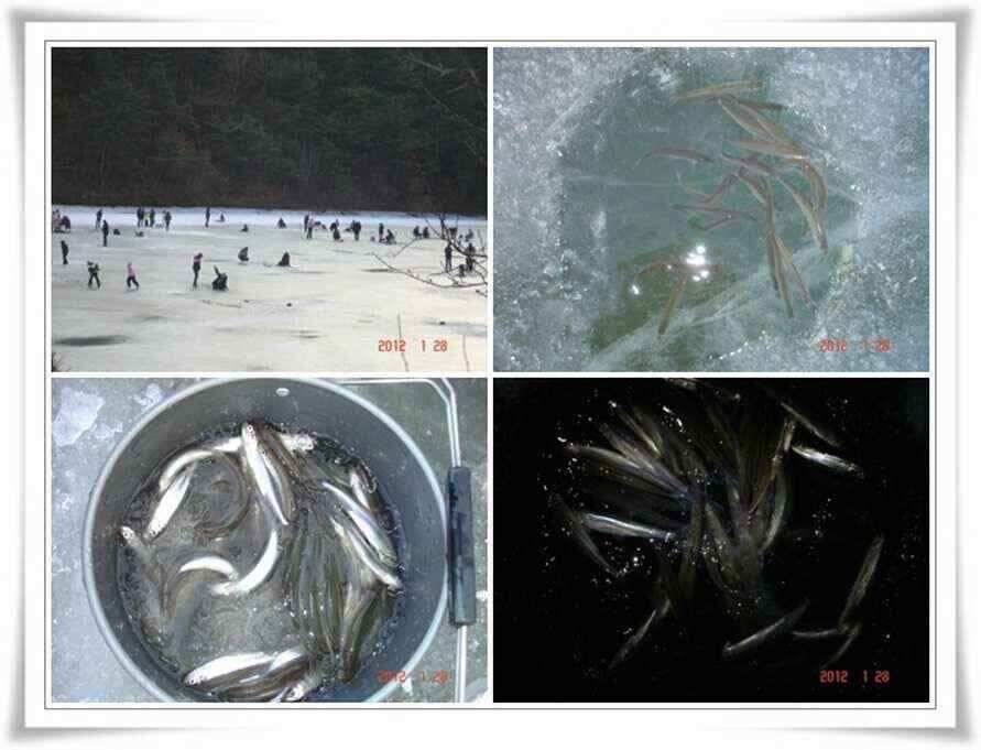 가족과 즐거운 빙어낚시를 (조황조행기 - 낚시점조황)