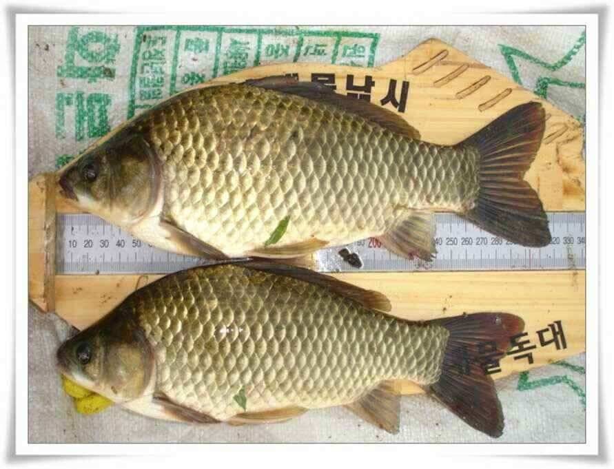 대형지 덩어리출현 (조황조행기 - 낚시점조황)