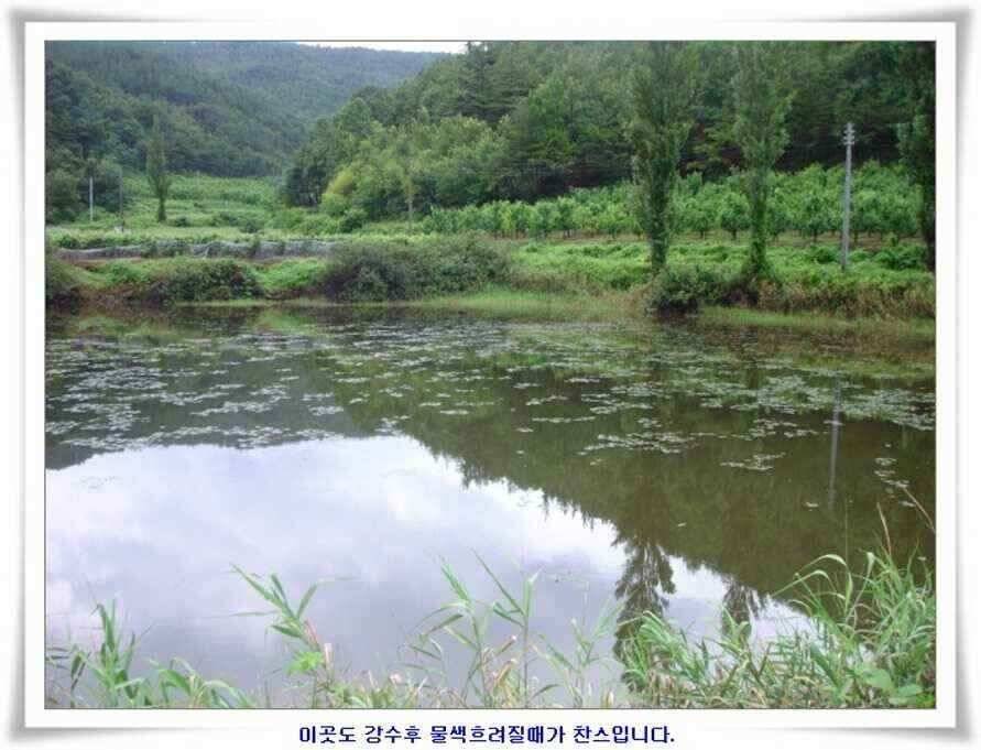 대형지 덩어리출현 (조황조행기 - 낚시점조황)