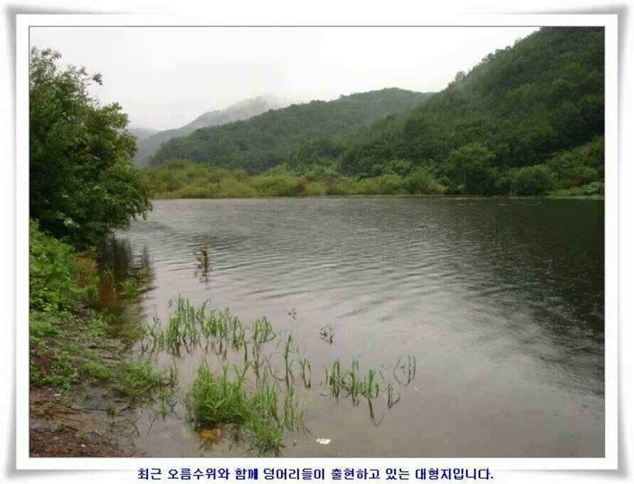 대형지 덩어리출현 (조황조행기 - 낚시점조황)