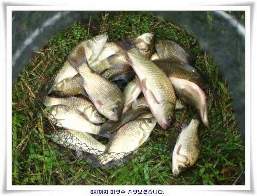 대형지 덩어리출현 (조황조행기 - 낚시점조황)