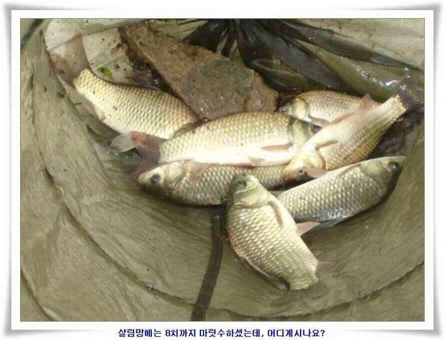 대형지 덩어리출현 (조황조행기 - 낚시점조황)