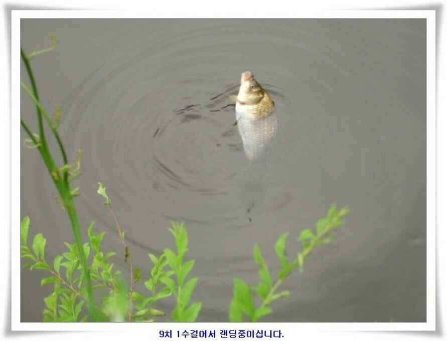 대형지 덩어리출현 (조황조행기 - 낚시점조황)