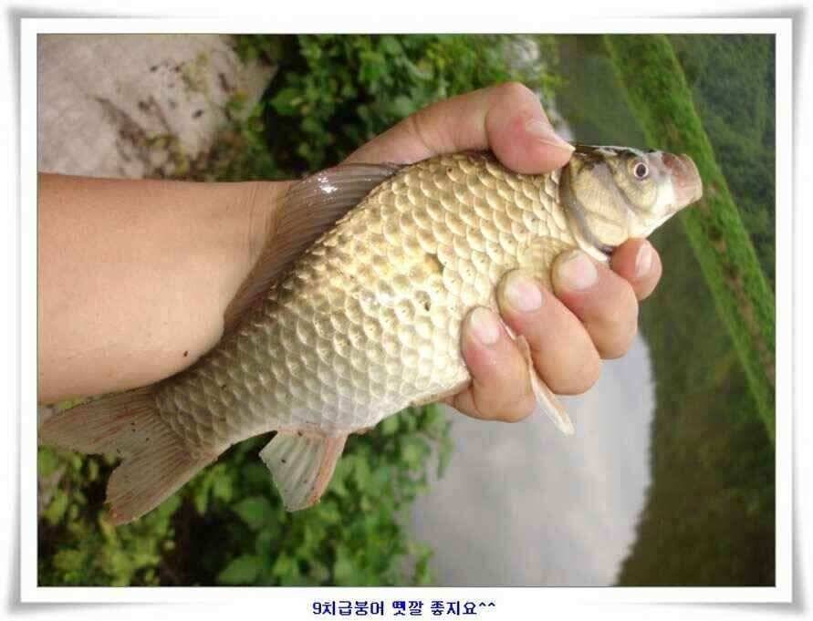 대형지 덩어리출현 (조황조행기 - 낚시점조황)