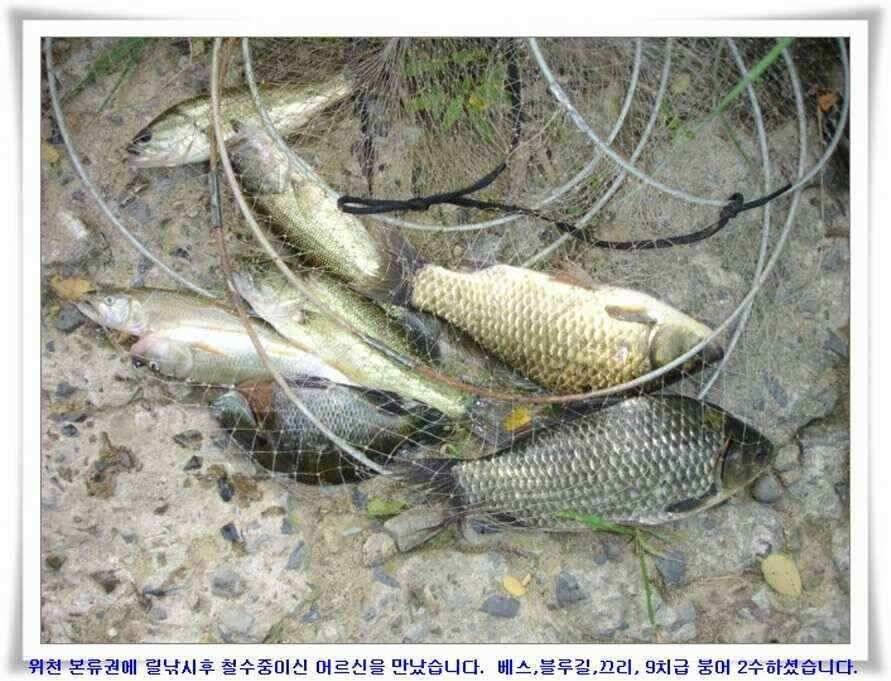 대형지 덩어리출현 (조황조행기 - 낚시점조황)