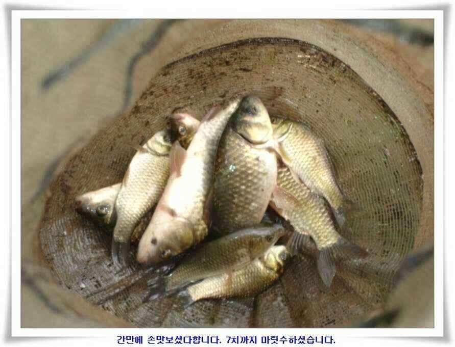 대형지 덩어리출현 (조황조행기 - 낚시점조황)