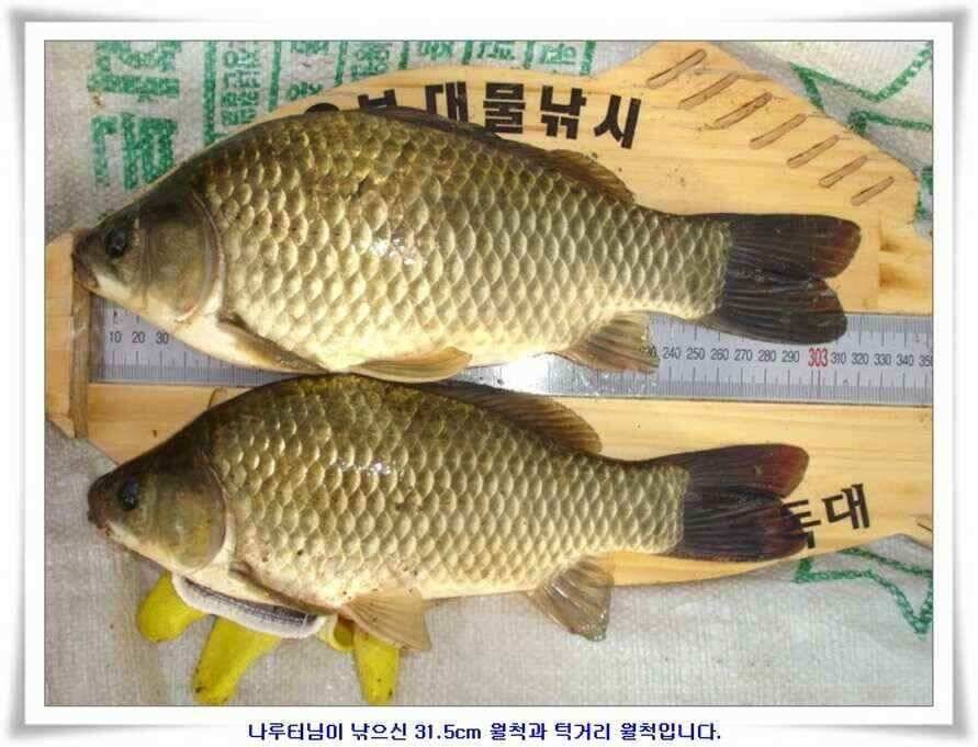 대형지 덩어리출현 (조황조행기 - 낚시점조황)