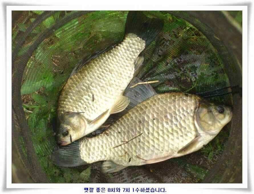 대형지 덩어리출현 (조황조행기 - 낚시점조황)