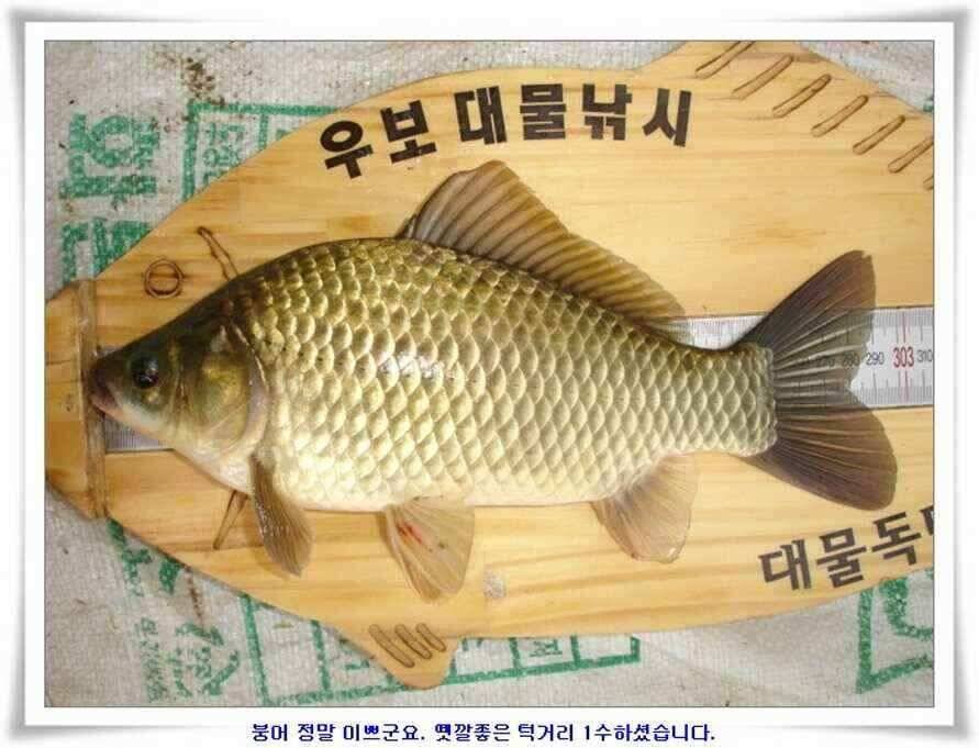 대형지 덩어리출현 (조황조행기 - 낚시점조황)