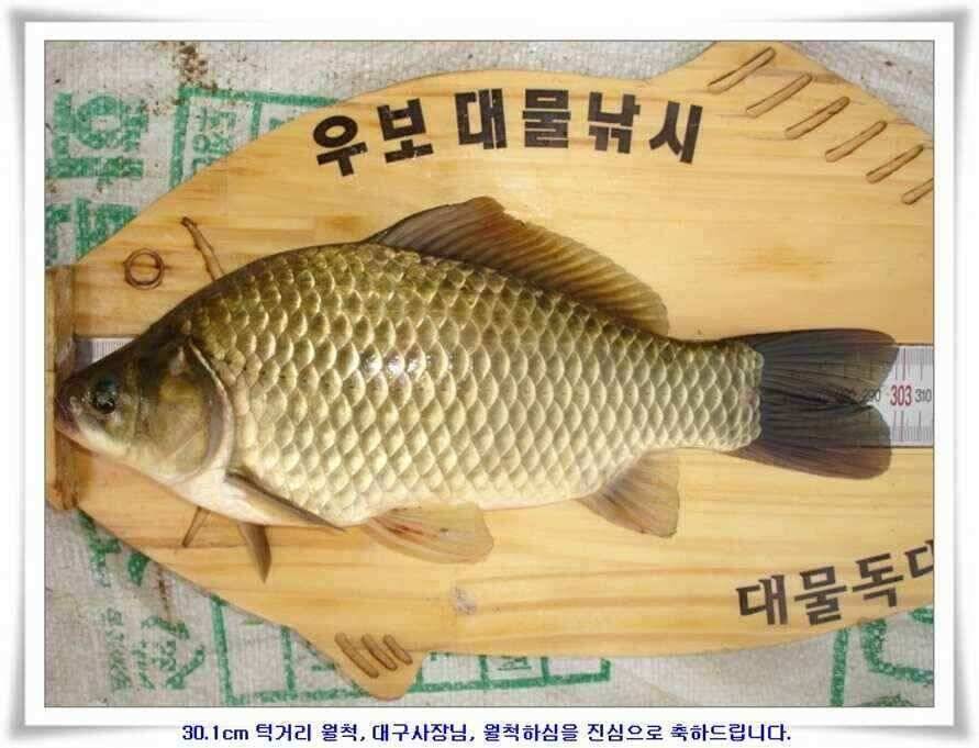 대형지 덩어리출현 (조황조행기 - 낚시점조황)
