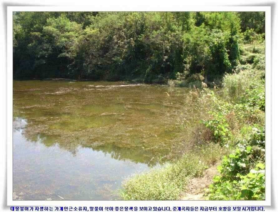394cm 대물들의 위용 (조황조행기 - 낚시점조황)